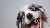 Australian Shepherd Puppy ‘Conquering’ the Stairs for the First Time Is an Absolute Hit