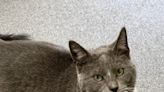 Hot dogs, cool cats: Adoptable pets from Tuscarawas County Humane Society Animal Shelter