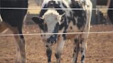 美國發現第二起 乳牛感染禽流感再傳人病例