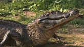 Caimans are at the new Daytona aquarium: How do they differ from alligators and crocodiles?