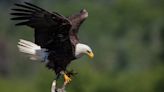 Wildlife officials investigate deadly shooting of Bald eagle