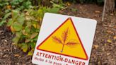 Plantes toxiques : les gestes essentiels pour éviter le pire