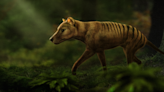 Scientists are trying to bring back the Tasmanian tiger nearly a century after extinction