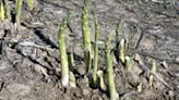 In a perennial garden funk? It’s possible to rotate crops like asparagus and rhubarb