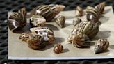 Giant snails carrying parasite that causes meningitis prompt quarantine in Florida