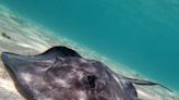 Stingrays send 2 to hospital after encounters off Daytona Beach: report