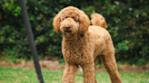 Goldendoodle's Jealousy Over Grandparents Kissing Is Too Cute to Resist