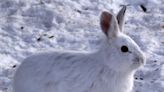 Four fascinating ways animals survive the winter