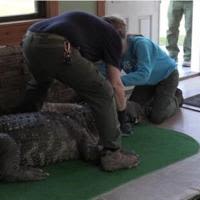 Alligator taken from Hamburg in March has been moved to Texas