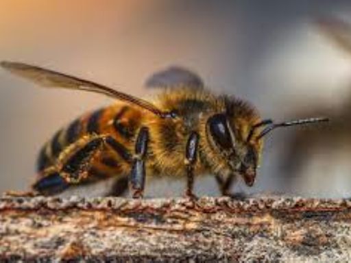 Nueva York protegerá sus abejas con hoteles y búnkeres en calles y plazas públicas