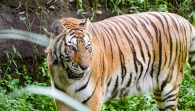 北市動物園心碎！３動物相繼離世 再無美洲野牛、孟加拉虎