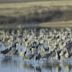 Muleshoe National Wildlife Refuge