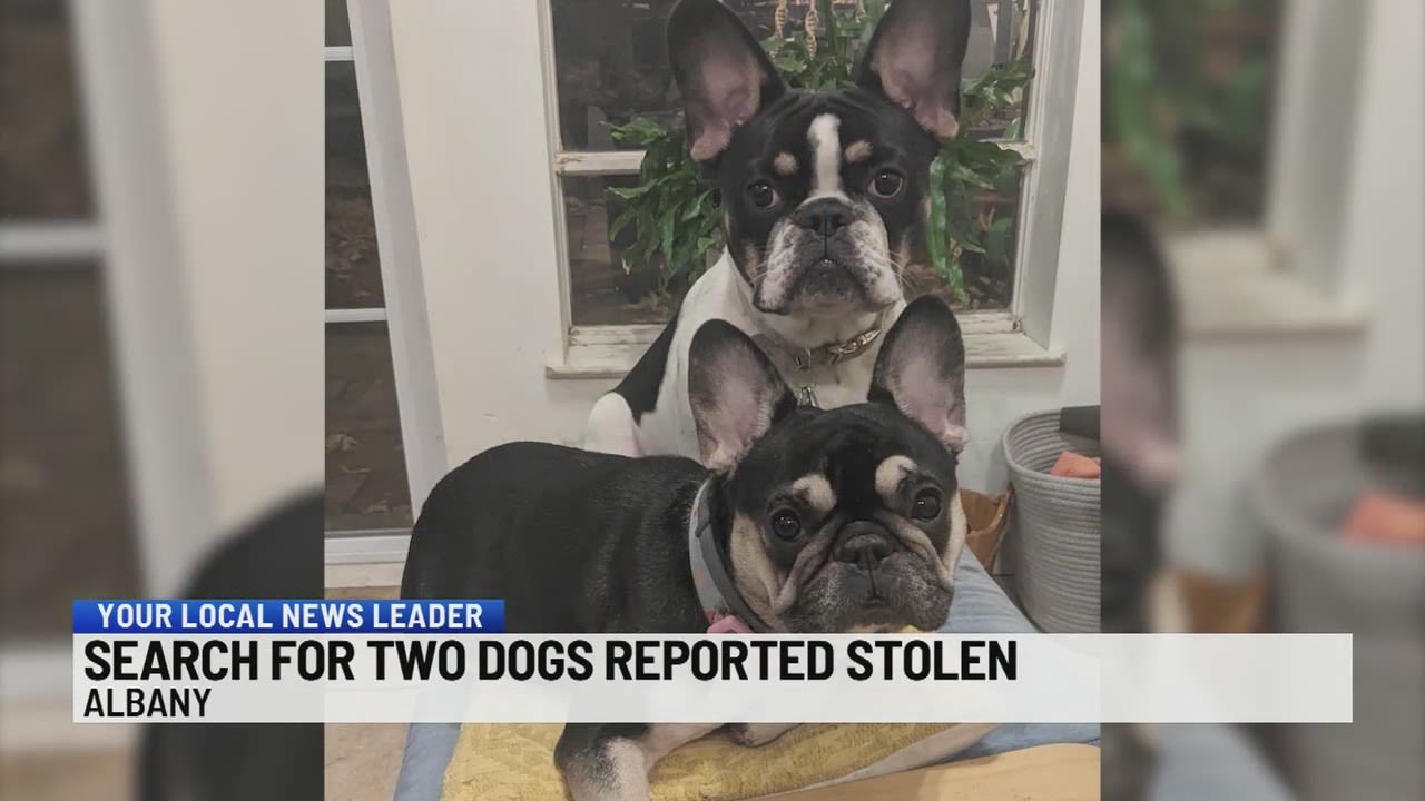 Albany Police investigating two stolen dogs