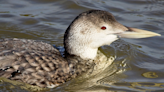 Extremely Rare Bird 'Checks In' at the Bellagio in Las Vegas