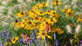 10 fall-blooming flowers gardeners always choose for a perennial garden – 'they're at their peak now'