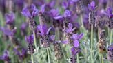 23 Types of Lavender Varieties for a Fragrant and Colorful Garden