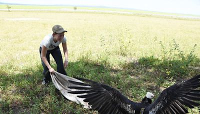 Why Vultures Need Our Protection