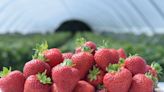 Improving weather generates abundance of strawberries for sale