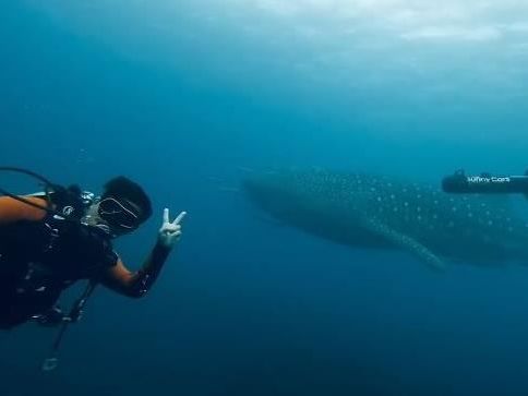澎湖南方四島海域偶遇「大鯨鯊」！潛水客直呼驚喜 畫面曝光