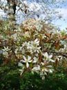 Amelanchier × lamarckii