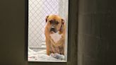 Picture of sad pup at local shelter goes viral