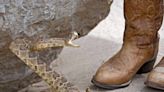Giant Snake Interrupts Couple’s Wedding, Woman Carries It Out by the Tail So Ceremony Can Resume