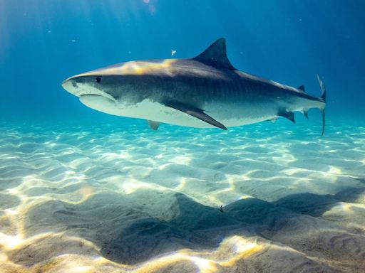 ¿Por qué hay tiburones en las playas? Los últimos ataques tendrían que ver con el cambio climático