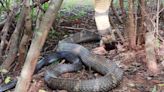 King cobra captured near Coimbatore; released into wild