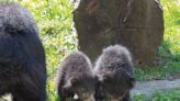 Here’s how you can help name Philadelphia Zoo’s endangered sloth bear cubs