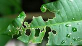 Natural DIY pesticide will get prevent nasty bugs from eating your plants