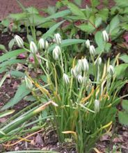 Ornithogalum umbellatum