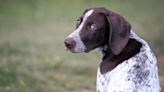 German Shorthaired Pointer Getting Hype in the Backseat of Her Mama’s Car Is Such a Vibe