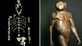 Evolução: O que o fóssil de Lucy, de 3,2 milhões de anos, revela sobre nudez e vergonha