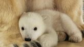 Watch playful baby polar bear test its wobbly legs and explore new home at German zoo