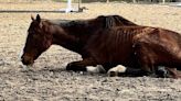 Goochland horse farm owner gets 100 days for animal cruelty