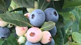Florida's blueberry season arrives with buckets of local fruit
