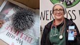 Animal-lover rushes sick baby hedgehog to vet — only to find out she’s been caring for a hat pom-pom