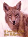 A Country Coyote Goes Hollywood