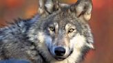 Wisconsin has shown it can't manage humane wolf hunt -- Dave Slezewski