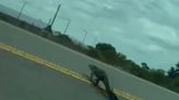 On the move: Alligator spotted crossing Brevard County road
