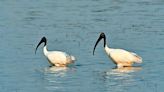 Dorekere Lake is haven for diverse flora, fauna