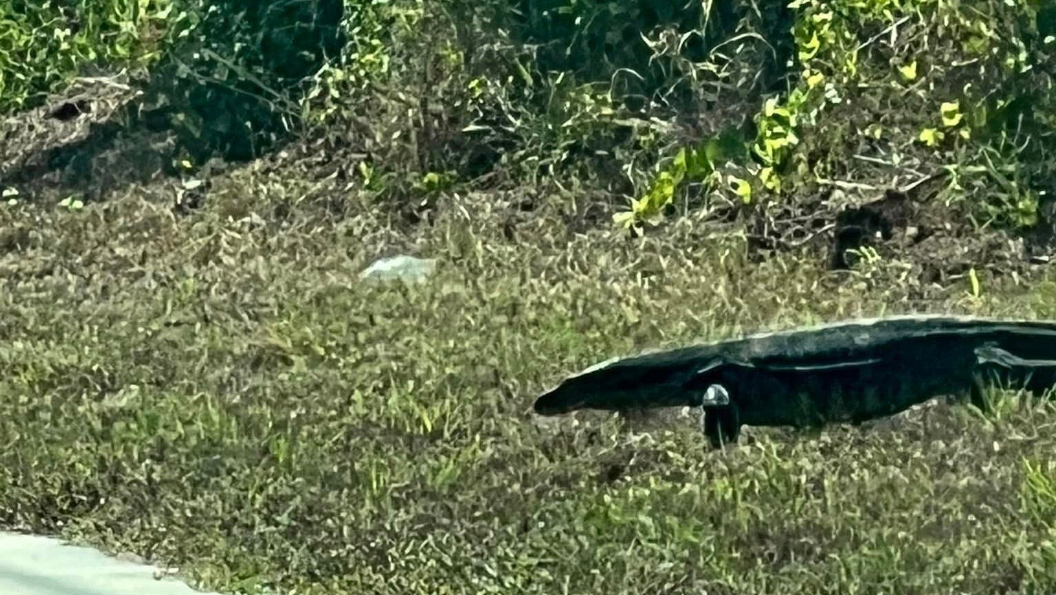 'Stay in the car:' It wasn't a gator or iguana. Woman videos 'huge' monitor lizard near Florida road