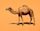 dromedary