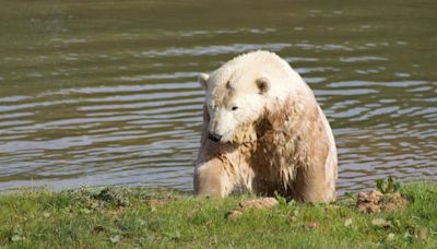 Could Suffolk become a refuge for polar bears?