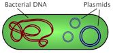 Plasmid