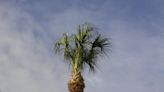 The 'pruning massacre' continues: Here's how to avoid wounding, even killing, palm trees