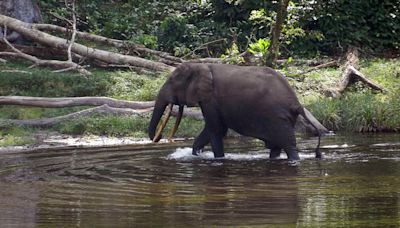 Congo-Brazzaville: colère contre un permis d’exploration pétrolière dans le parc de Conkouati-Douli