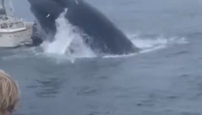 A breaching whale capsized a boat, tossing 2 people overboard off New Hampshire coast