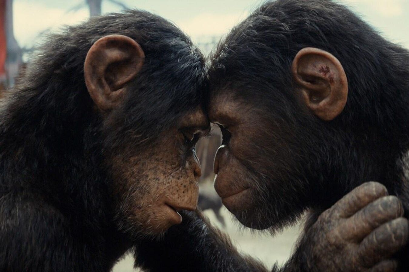 ‘Kingdom Of The Planet Of The Apes’ Is Finally Streaming—How To Watch The Entire Franchise