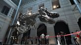 This T.Rex Skeleton Might Have Sold for $20 Million. Here’s Why Christie’s Cancelled the Auction.